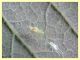Drepanosiphum platanoidis (Schrank, 1801) e pianta ospite - via Napoleone Bonaparte - 9.6.2025 - (4).JPG