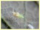 Drepanosiphum platanoidis (Schrank, 1801) e pianta ospite - via Napoleone Bonaparte - 9.6.2025 - (3).JPG
