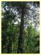 Cinara cedri on Cedrus sp. - 11.6.2025 - (43).JPG