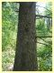 Cinara cedri on Cedrus sp. - 11.6.2025 - (33).JPG