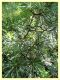 Cinara cedri on Cedrus sp. - 11.6.2025 - (29).JPG