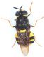 mosca gialla 008.jpg