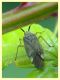 prob. Closterotomus annulus - 10.6.2025 - (6).JPG