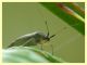 prob. Closterotomus annulus - 10.6.2025 - (8).JPG