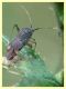 prob. Closterotomus annulus - 10.6.2025 - (25).JPG