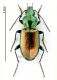 Agonum (Olisares) sexpunctatum (Linnaeus, 1758).jpg