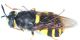 mosca gialla 016.jpg