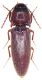 Elateridae Kréta.jpg