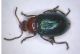 Chrysomelidae_rif_Bosio.jpg