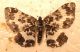 Geometridae_Val_Torreggio_04072025.JPG