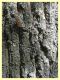 Cossus cossus - (14).JPG
