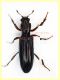 Ogmoderes angusticollis 4,5 e 5 mm. - 10.7.2025 - (63).JPG