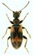 Anthicidae_Fiuggi_27-VIII-2010.jpg