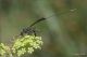 Gasteruptiidae-sp-20250712-001-JOGf.jpg