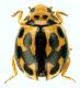 Coccinellidae_Fiuggi_27-VIII-2010.jpg