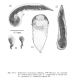 Key mauritanicus.JPG