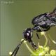 Gasteruptiidae-sp-20250712-004-DPPQf.jpg