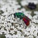 Chrysura-refulgens-20250712-002-JMQf.jpg
