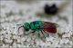 Chrysura-refulgens-20250712-007-DPPOGf.jpg