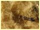 Anastatus sp. su uova di Lymantria dispar - (7).JPG