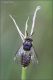 imenottero-sp-20250712-003-JMWf.jpg