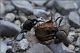 stercorario-sp-20250716-005-DPPOGf.jpg
