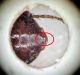 Ophonus rupicola sternite F.jpg