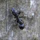 Camponotus-sp-20250720-003-DPPQf.jpg