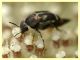 Mediimorda bipunctata variazione - (6).JPG