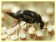 Mediimorda bipunctata variazione - (14).JPG
