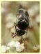 Mediimorda bipunctata variazione - (8).JPG