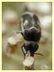 Mediimorda bipunctata variazione - (3).JPG
