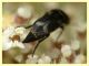 Mediimorda bipunctata variazione - (13).JPG