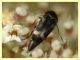 Mediimorda bipunctata variazione - (22).JPG