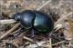 scarabeo-20250722-003-DPPOGf.jpg