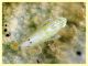 stigmatipennis su Verbascum (17).JPG