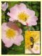 Anthaxia thalassophila su Rosa canina - 10.6.2025 - (14).jpg