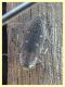 Chrysobothris affinis (6).JPG