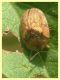 prob. Hypocassida subferruginea - (12).JPG