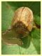 prob. Hypocassida subferruginea - (14).JPG