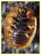 prob. Hypocassida subferruginea - (27).JPG