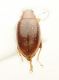 N8_4.X.24_2.1mm_dors.jpg