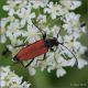 Cerambicidae-sp-20250724-001-DPPQf.jpg