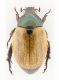 scarab papua 1 low res.jpg
