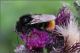 Bombus-ruderarius-20250724-003-JOGf.jpg