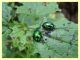 chrysolina fastuosa su Lamium album 10.6.2025 - (39).JPG