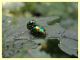 chrysolina fastuosa su Lamium album 10.6.2025 - (43).JPG