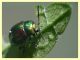 chrysolina fastuosa su Lamium album 10.6.2025 - (21).JPG