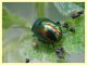 chrysolina fastuosa su Lamium album 10.6.2025 - (9).JPG