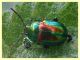chrysolina fastuosa su Lamium album 10.6.2025 - (34).JPG